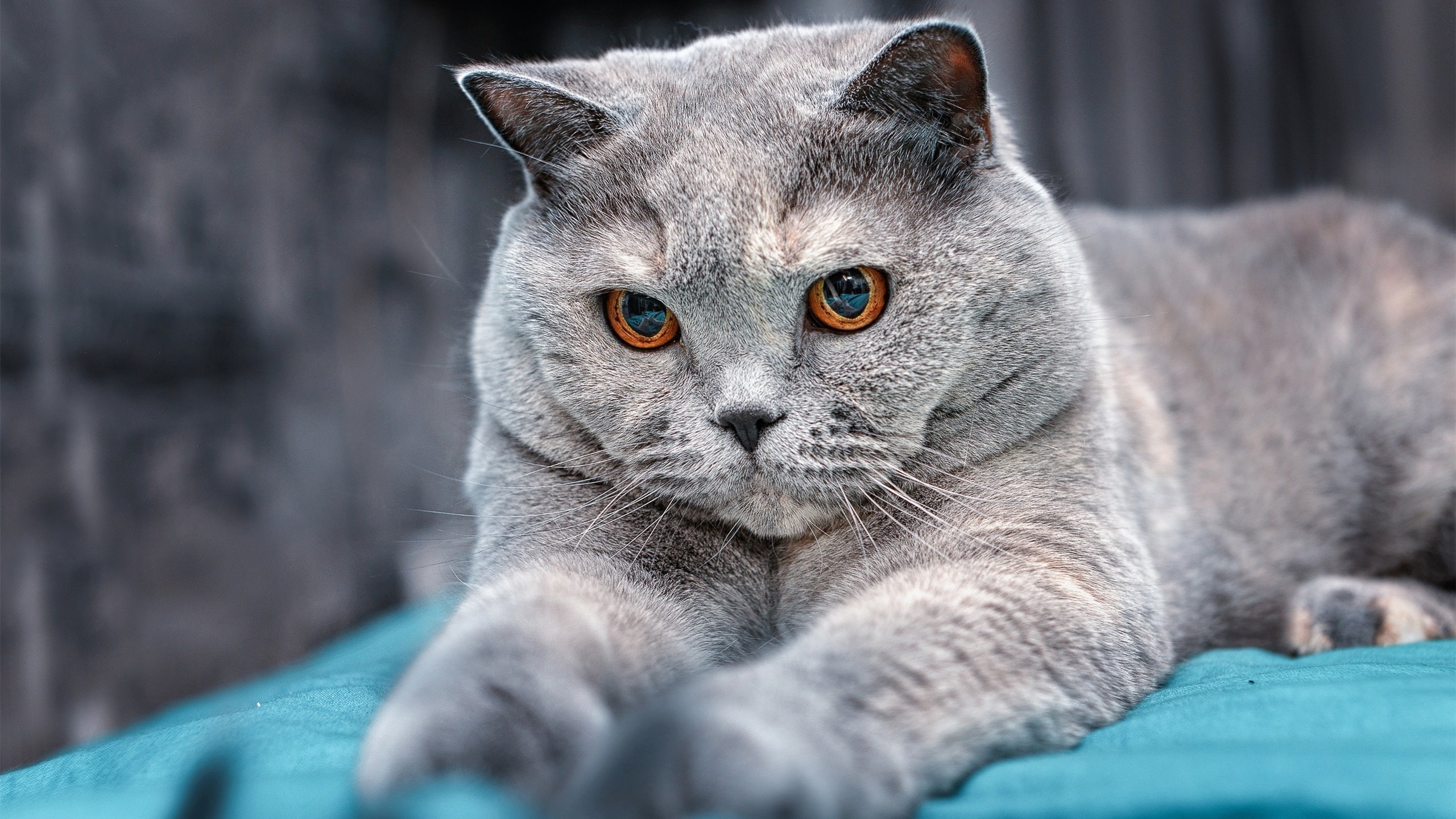 一抢即打,压迫转化率极高