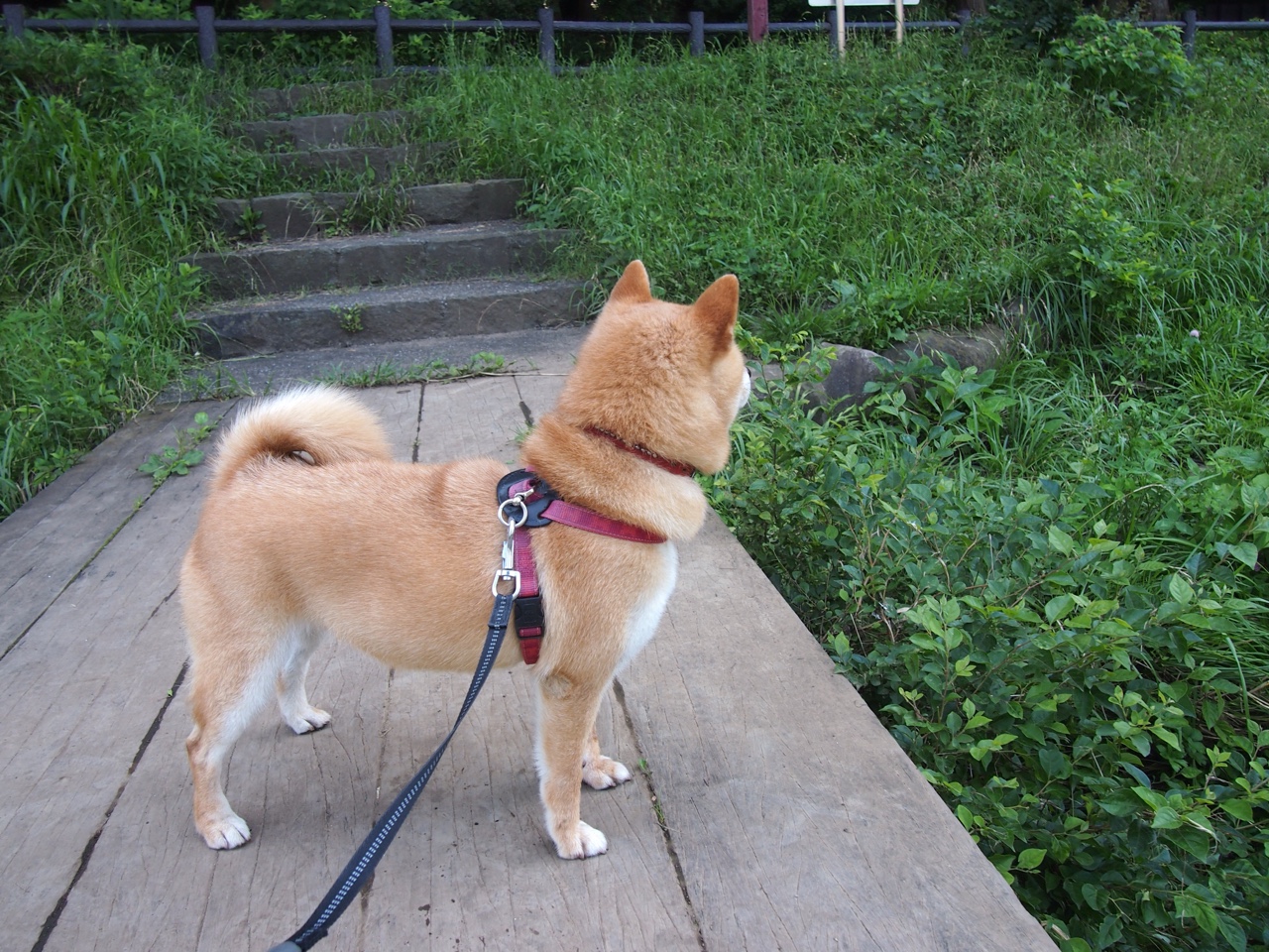 冬奥集训营正式进入冲刺阶段，冬奥训练