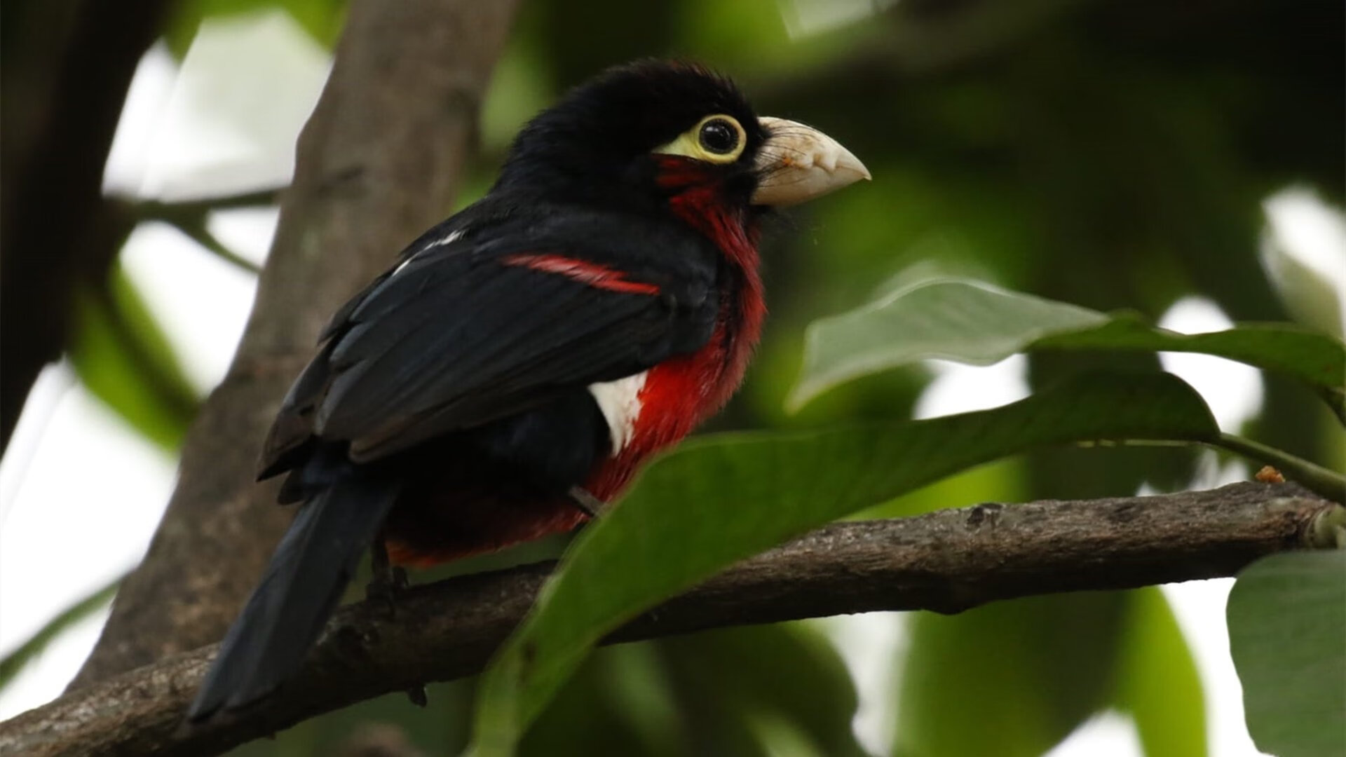 AYX官网-切尔西战术压制PSG，控场表现卓越，slp切尔西
