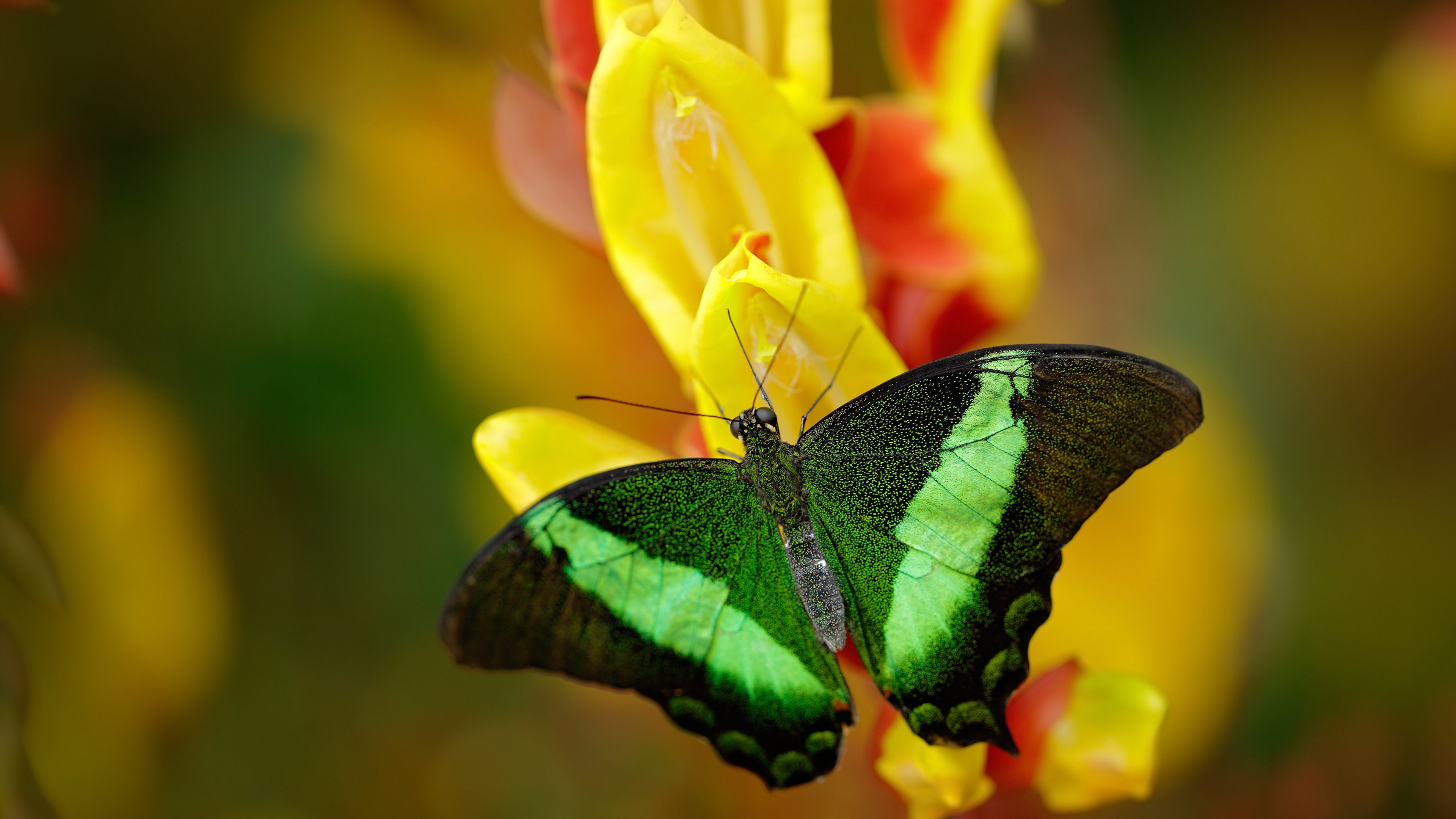 德国队如何在国际乒联混合团体世界杯赛制中发挥最大优势,德国乒乓球团体赛名单
