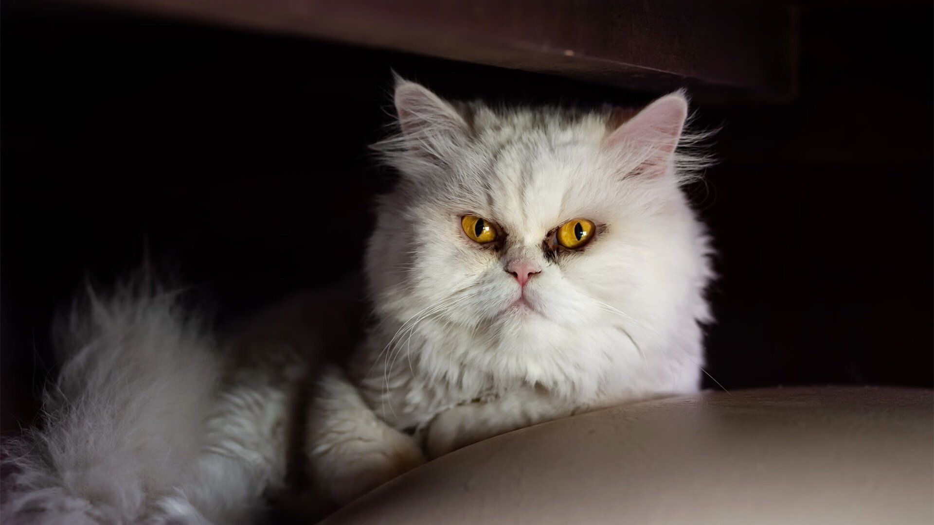 男子100自冲刺节奏曲线首次发布，男子100米冲刺比赛视频