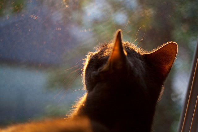 羽毛球奥运积分赛迎来关键战役，羽毛球奥运积分赛规则
