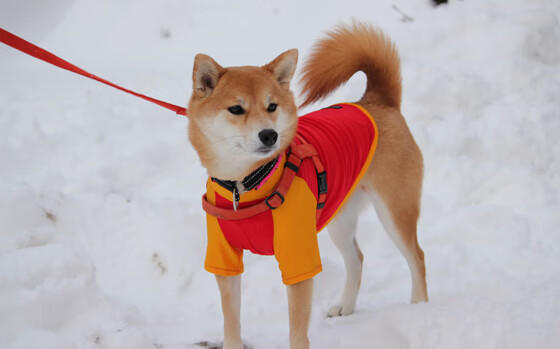 自由式滑雪空中技巧队训练引入新器械,自由式滑雪空中技巧动作名称