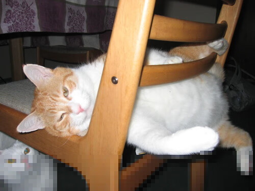 “胡利安·门德斯的全面技艺,帮助阿根廷美洲狮队屡创佳绩”