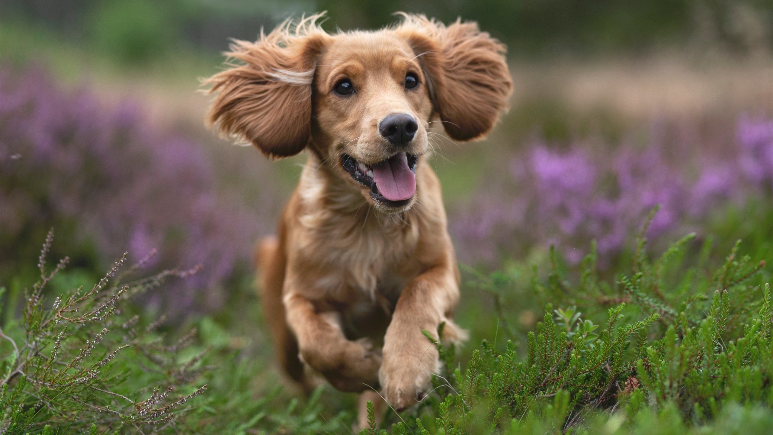 仰泳赛场韩国选手节奏稳定,仰泳比赛视频