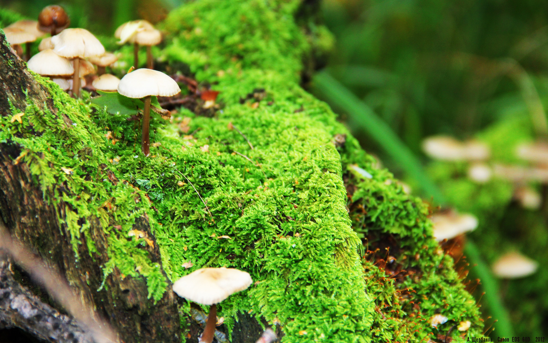 刘翔退役后首次公开亮相,刘翔退役后首次公开亮相是哪一年