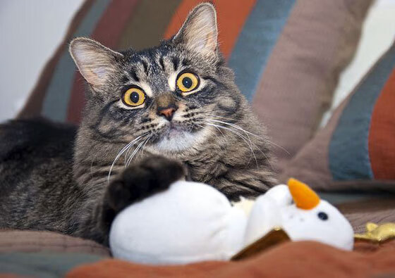 爱游戏体育平台-奥斯马尔·奥尔韦拉完美入水赢得掌声，奥尔维斯