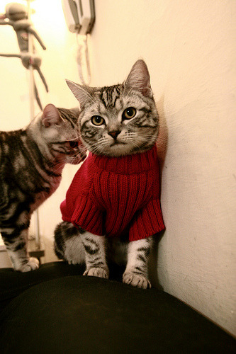 巴黎圣日耳曼再度夺冠,法甲霸主地位巩固