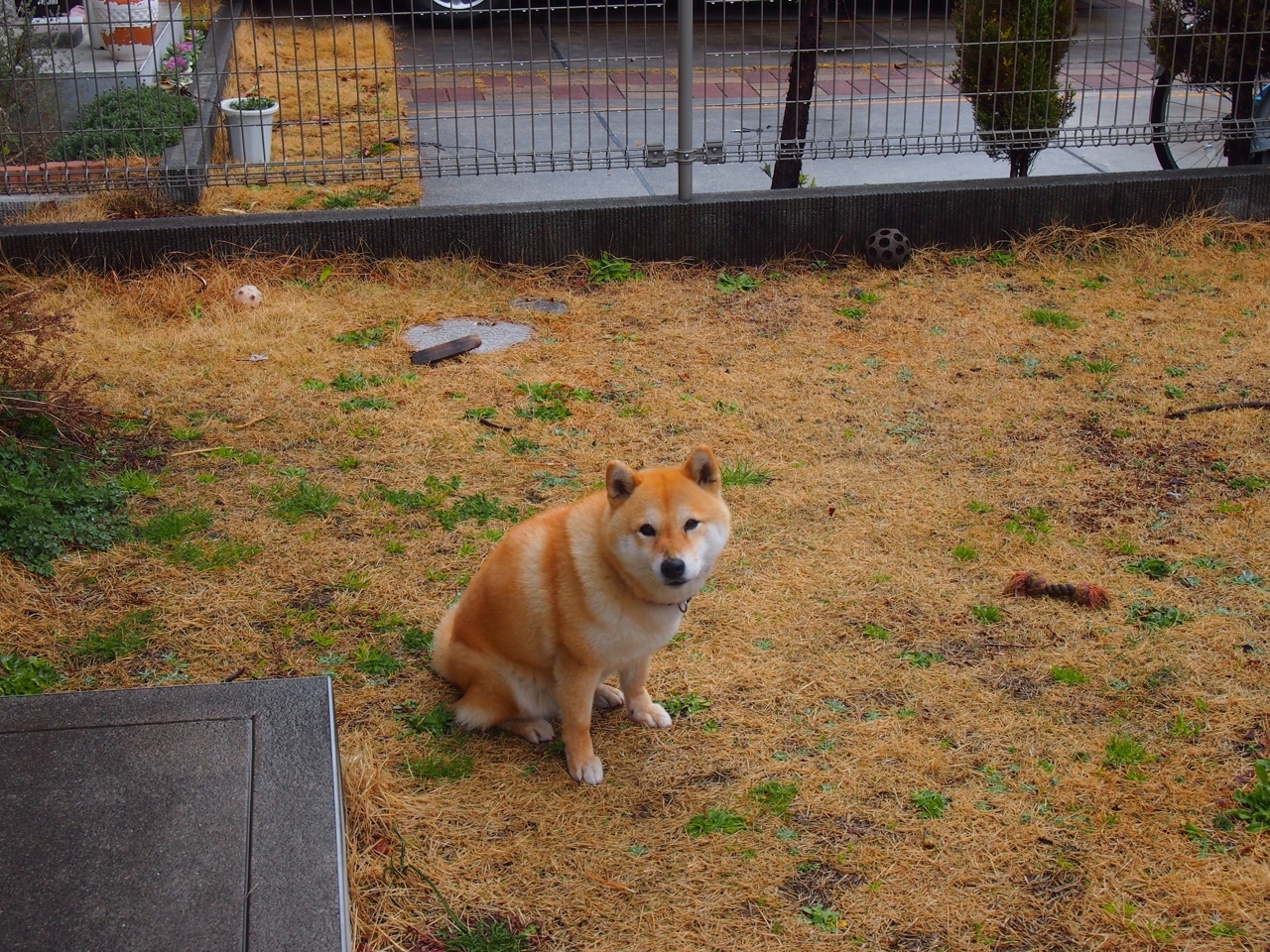 德甲火力全开:攻势如潮,场面火爆,德甲什么