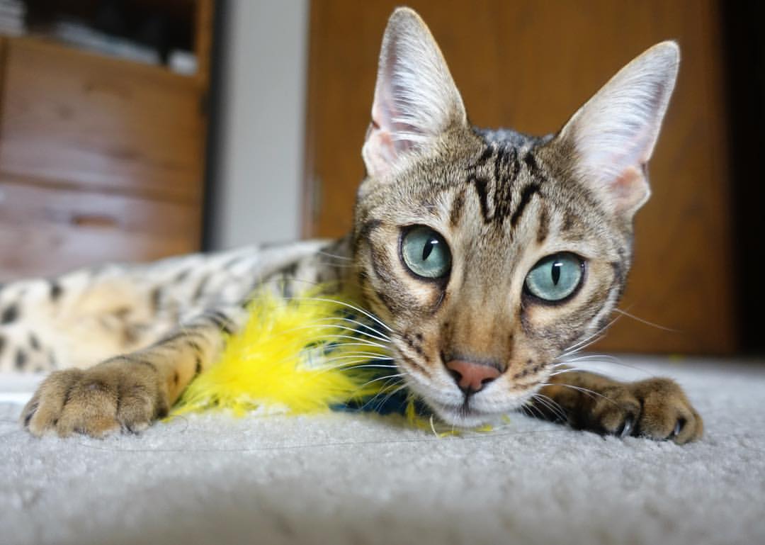 爱游戏中国官方网站平台-德甲锋线杀手：连续破门，威震全场！，德甲零封榜