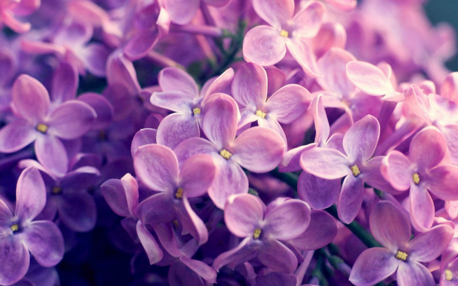 柯尔赞仰泳节奏掌控精准无误