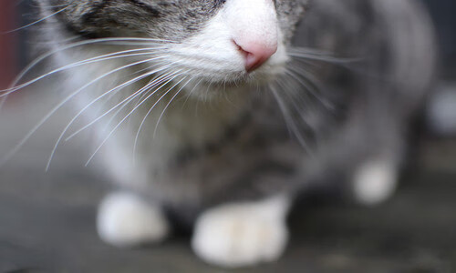 爱游戏官方-欧洲杯激烈争锋：战术大比拼，策划出奇迹，欧洲杯揭幕战爆冷