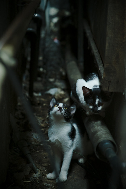 法甲Alt未来之星:新秀崛起,未来领军!,世界足坛未来之星