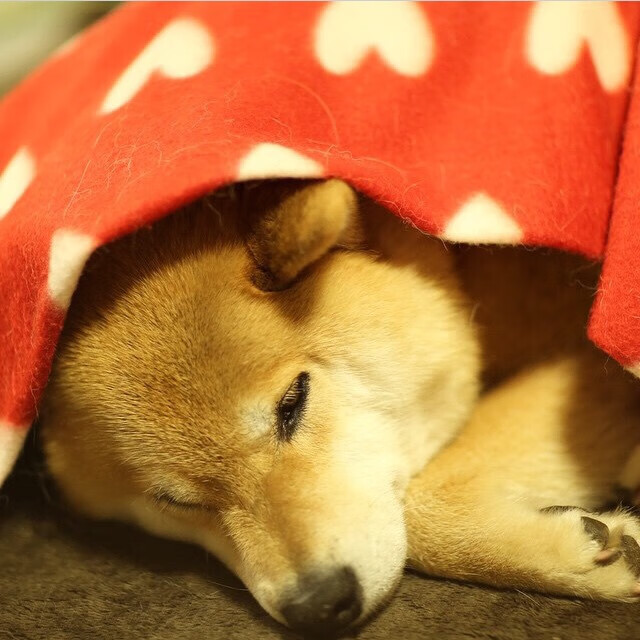 AYX GAME-科贝特决赛表现获教练和专家认可，科贝尔总决赛专访