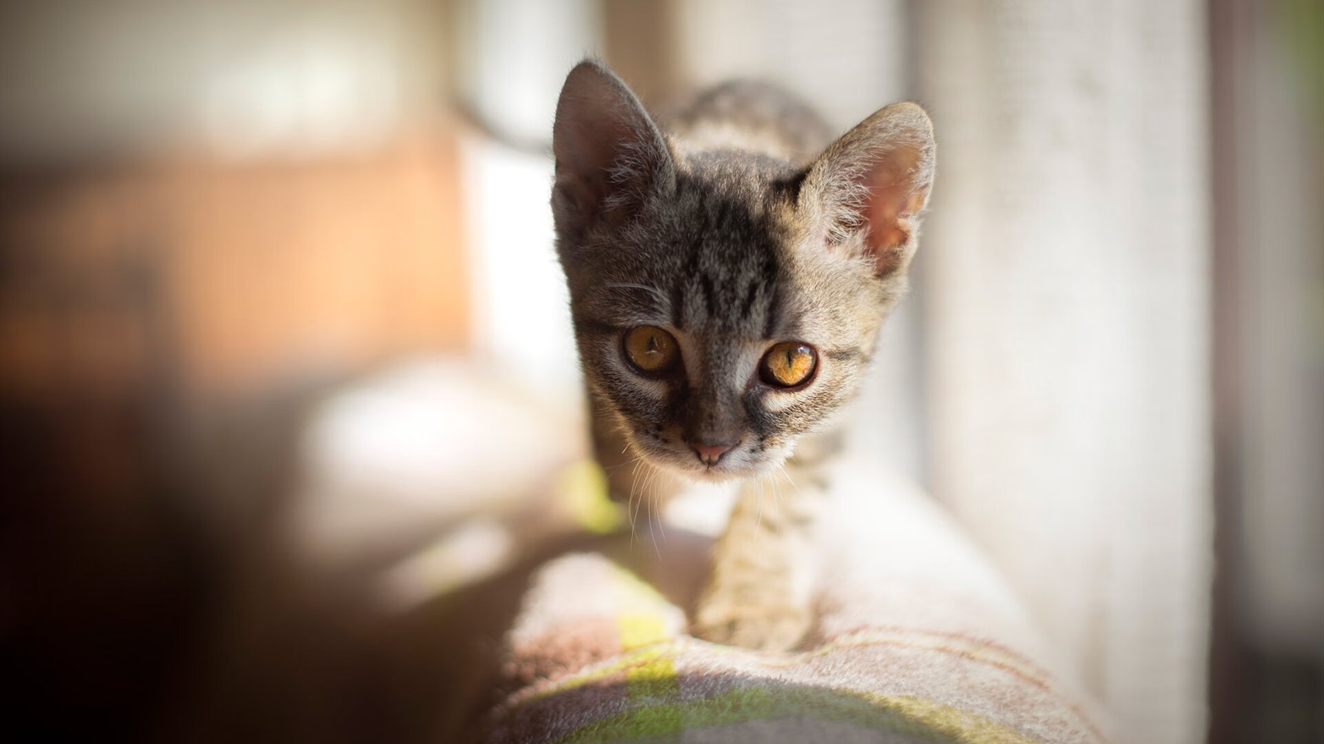 爱游戏娱乐-黄蜂主打快攻体系得分节奏明显加快，黄蜂最佳战绩